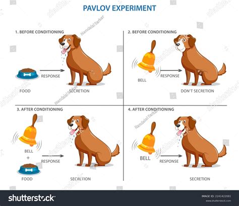 What Is The Pavlov Dog Experiment