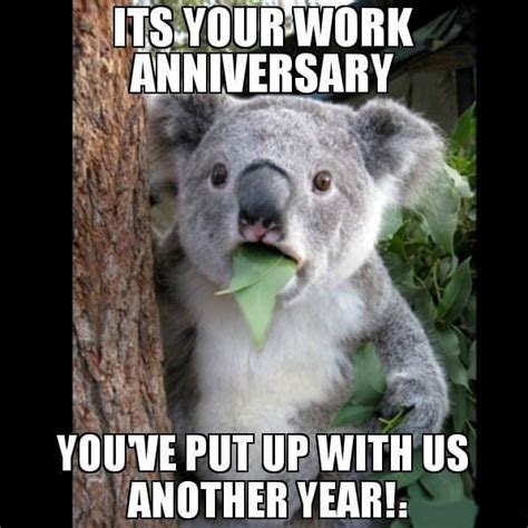 Happy Work Anniversary Animal Memes | Images and Photos finder