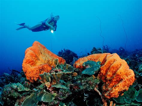 Caribbean Island Finder: The Best for Wildlife Spotting - Condé Nast ...