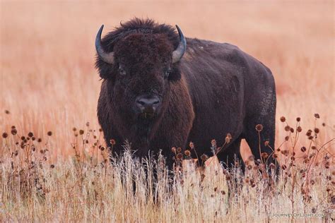 Bison on the Plains - Wildlife Photography