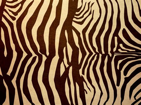 Zebra Stripes Vintage Background Free Stock Photo - Public Domain Pictures