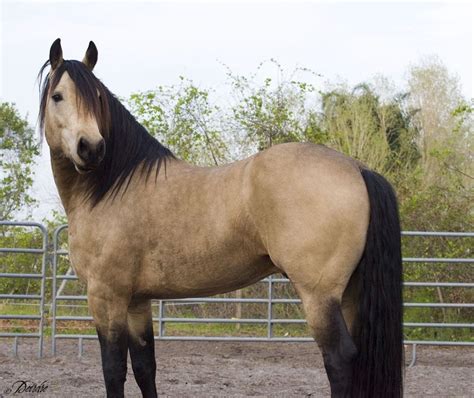 a brown horse standing on top of a dirt field next to a metal fence ...