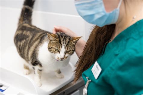 Important to Know: High Blood Pressure in Cats | James Horner Vets | Vets in Sheldon, Birmingham