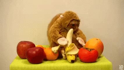 Cat Banana GIF - Find & Share on GIPHY