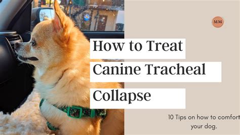 Tracheal Collapse In Dogs: Signs, Causes, Treatment, And, 43% OFF