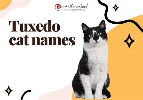 Top 440 Tuxedo Cat Names For Your Dapper Kitten (2024)