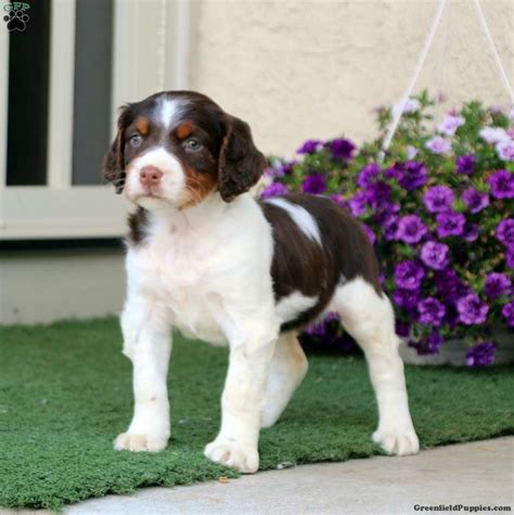 Brittany Spaniel Puppies for Sale - Greenfield Puppies