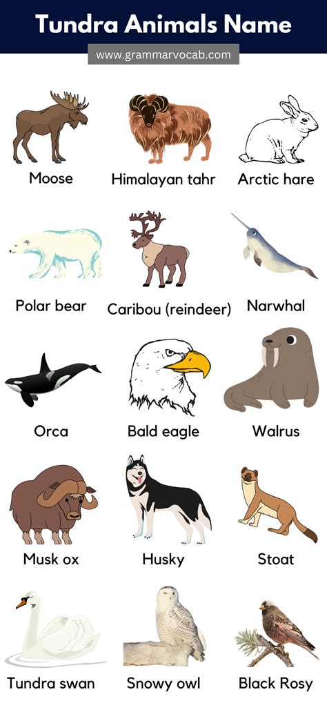 Animals That Live in The Tundra Pictures & Facts - GrammarVocab