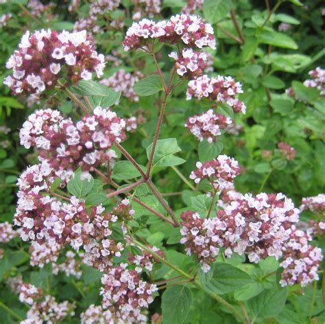 Oregano flower | Oregano flowers, Oregano plant, Flower seeds