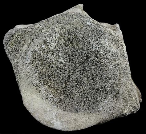 Large, 7" Fossil Whale Vertebrae - Yorktown Formation (#62104) For Sale - FossilEra.com