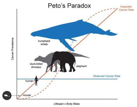 Peto’s paradox: Why do whales and elephants very rarely develop cancer?