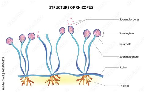 Biological anatomy of Rhizopus (Rhizopus fungus structure) vector de ...