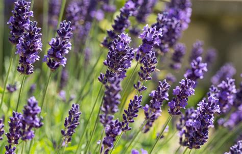 Lavender Plant Care: How To Grow Lavender Plants