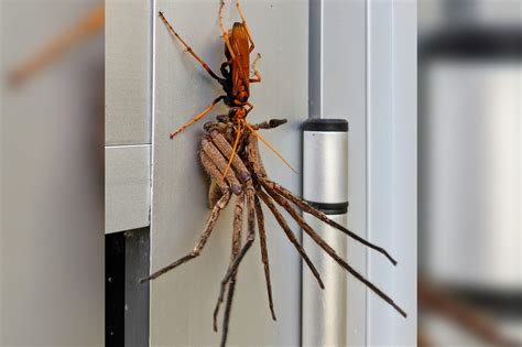 Massive hawk wasp carries spider to eat in nightmarish scene in Australia