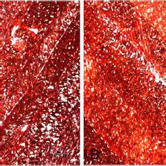 Fresh and decellularized anulus fibrosus (AF) stained with sirius red.... | Download Scientific ...