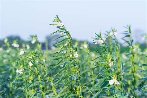 Premium Photo | Sesame seed flower on tree in the field, sesame a tall annual herbaceous plant ...