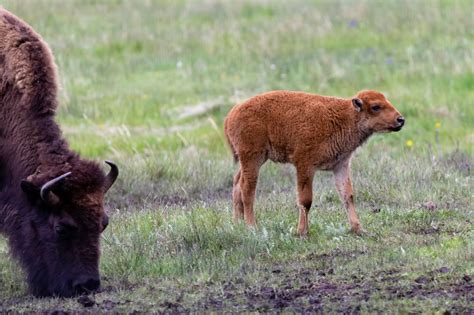 Baby Buffalo | Baby buffalo, Lamar valley, Yellowstone