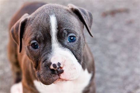 Pit Bull Puppy Wallpapers - Wallpaper Cave