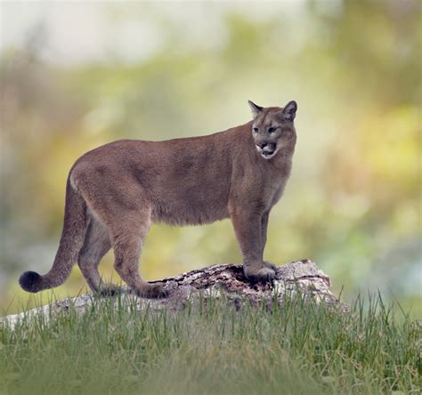 How the Texas puma saved the Florida panther