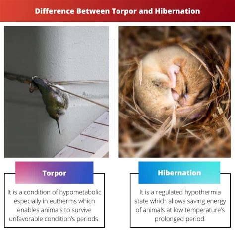 Torpor vs Hibernation: Difference and Comparison