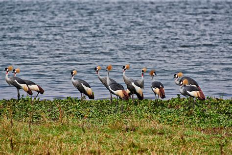 travel4pictures | Black crowned cranes, Uganda 2015