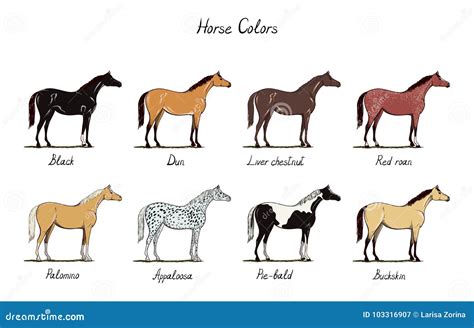 Horse Color Chart Set. Equine Coat Colors with Text. Types of Horses Black, Dun, Chestnut, Red ...