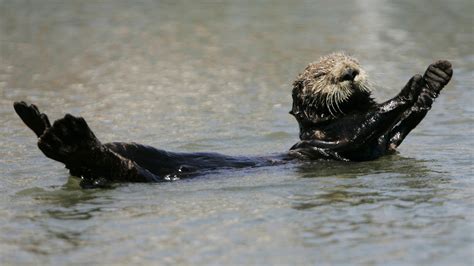 Cute Sea Otters