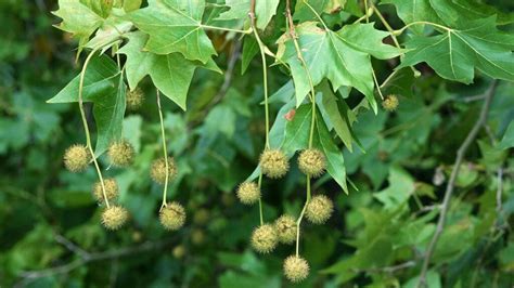 Platanus 'London Plane Tree' - Hello Hello Plants