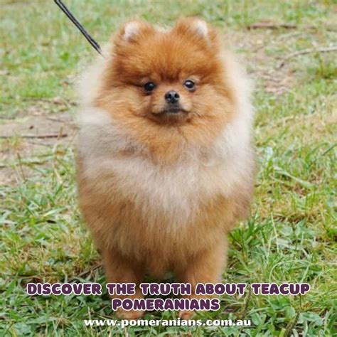 Discovering the Truth About Teacup Pomeranians: Why They May Not Be ...