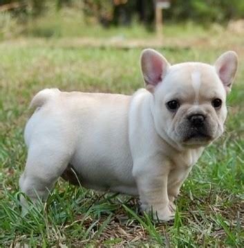 French Bulldog Puppies | [#] Lunawsome