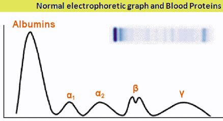 Plasma Proteins: Types and Functions (Basic Notes)