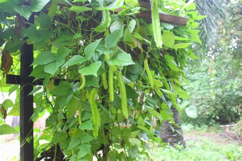 Winged Bean – Asia Seeds