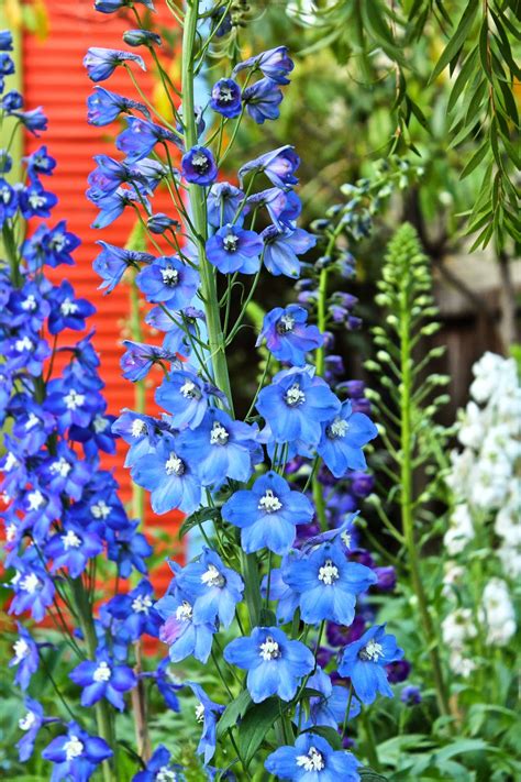 delphinium Archives | Diana's Designs Austin