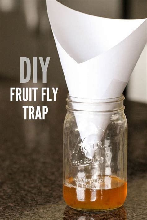 Homemade Fruit Fly Trap - How to Get Rid of Fruit Flies | Lil' Luna | Diy fruit fly trap, Fruit ...