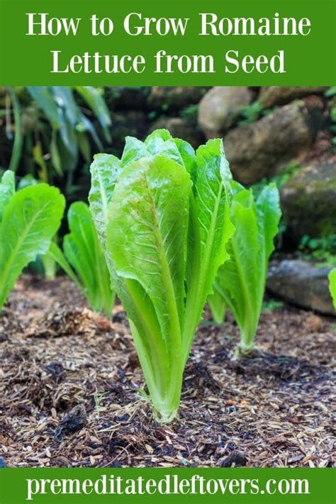 How to Grow Romaine Lettuce from Seeds or Seedlings to Harvest