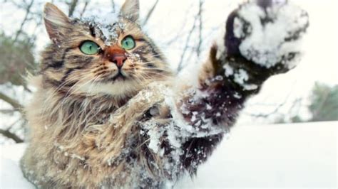 15 Wintry Words for Snowy Weather Across the United States | Mental Floss