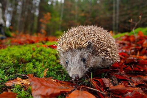 Woodland Hedgehog - Profile | Facts | Traits | Baby | Diet | Range ...