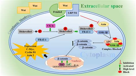 The Wnt signaling pathway started with the binding of the Wnt ligand to ...