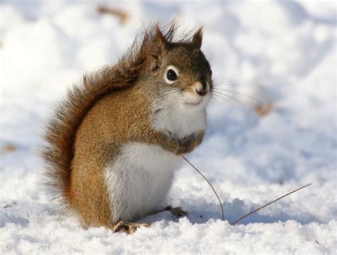 Snow Squirrel | Snow pictures, Squirrel, Cute squirrel