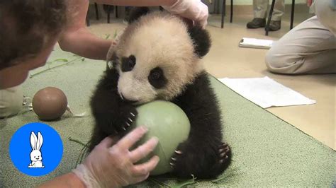 Cute Baby Panda Playing