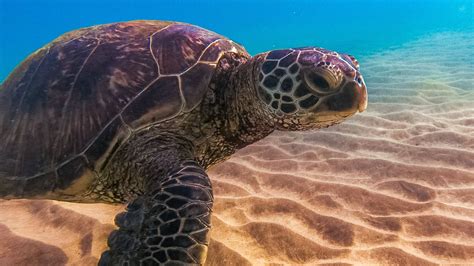 5 Crazy Facts about Hawaiian Green Sea Turtles (Honu) - YouTube