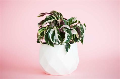 Calathea White Fusion: Features, Care, And Common Problems