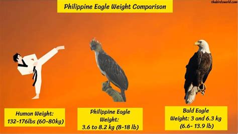 Philippine Eagle Size: How Big Are They Compared To Others?