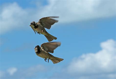 Sparrows Birds Flying - Free photo on Pixabay