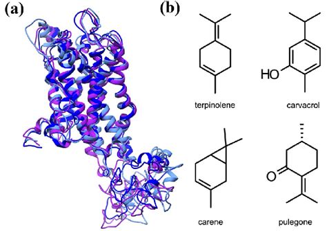 a Molecular dynamics derived representative structures of Sitophilus ...