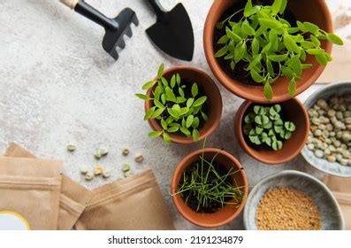 Pots Seedlings Seeds Sowing Equipment On Stock Photo 2191234879 | Shutterstock