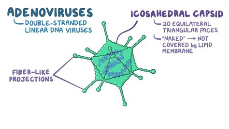 Adenovirus: Video, Anatomy, Definition & Function | Osmosis