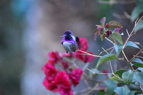 10 Super Cute Hummingbird Moments and Stories - Birds and Blooms