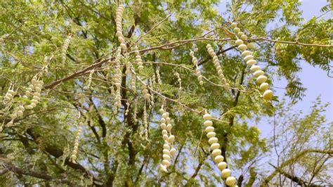 Acacia Babul Tree Pods on the Branches, Close Up Image Stock Photo ...