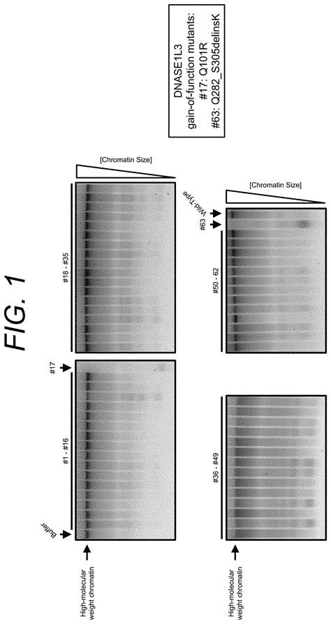 Manufacturing and engineering of DNASE enzymes for therapy Patent Grant Fuchs , et al. April 27 ...